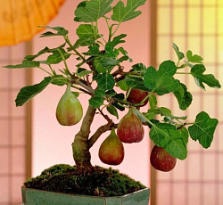 Инжир Сладкоежка