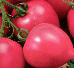 Томат Дар Заволжья