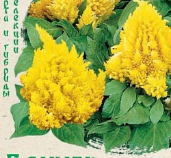 Целозия перистая Кимоно Еллоу