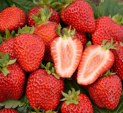Клубника (земляника) садовая Сан Андреас