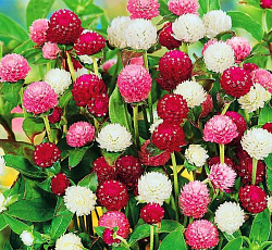 Гомфрена Высокая смесь окрасок