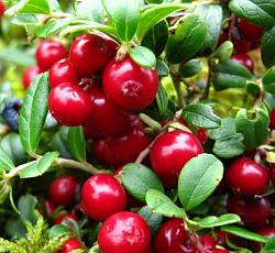 Брусника - Руно Билявски