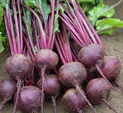 Свекла Ронда F1