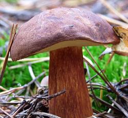 Польский гриб