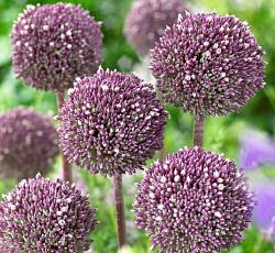 Лук декоративный - Саммер Драммер