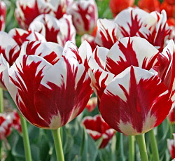 Тюльпан (Триумф) - Гранд Перфекшн