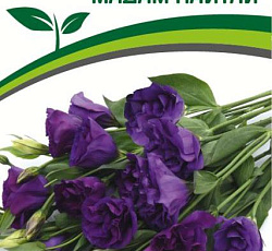 Эустома F1 срезочная махровая Мадам Найтли