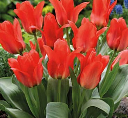 Тюльпан (Грейга) - Ориентал Бьюти