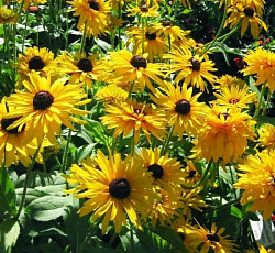 Рудбекия Глориоза Даубл