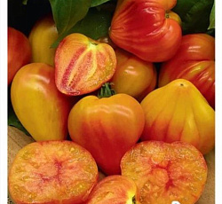 Томат Оранжевый слон Минусинский