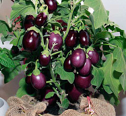 Баклажан Медальон