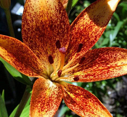 Лилия (азиатская танго) - Фанни Герл