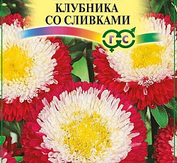 Астра Пампушка Клубника со сливками