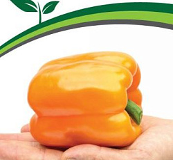 Перец сладкий Аллар F1