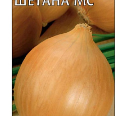 Лук репчатый Шетана МС