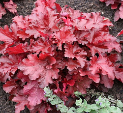 Гейхера (гибридная) - Форевер Ред