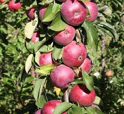 Яблоня (колонновидная) - Сенатор