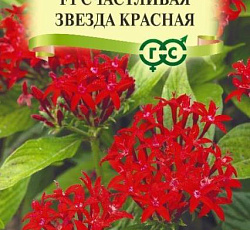 Пентас ланцетный Счастливая звезда красная F1