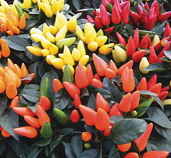 Перец декоративный Сальса F1