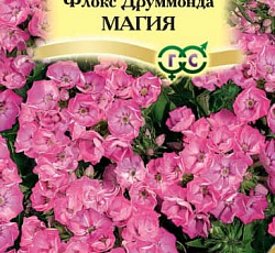 Флокс Друммонда Магия (элитный/махровый)