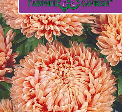 Астра Леди Корал Лососево-розовая