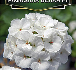 Пеларгония зональная Рафаэлла F1 белая
