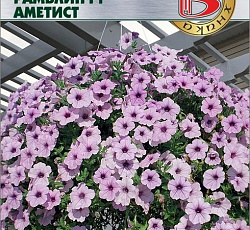Петуния каскадная Рамблин F1 Аметист