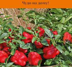 Перец сладкий Кузя