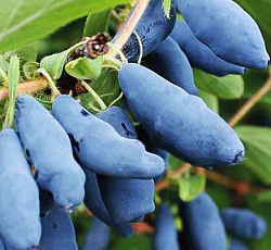 Жимолость - Длинноплодная