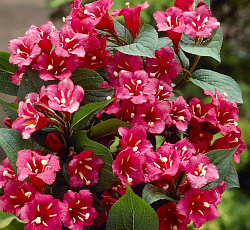 Вейгела (цветущая) - Бристол Руби