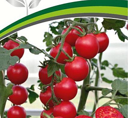 Томат Визажист F1