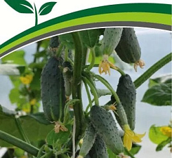 Огурец Крош F1