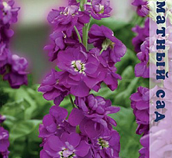 Маттиола Аромагия Синяя