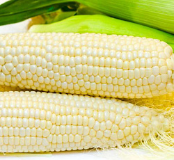 Кукуруза Белое облако (сахарная)