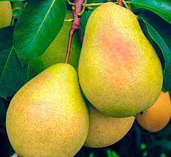 Груша - Чижовская