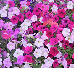 Петуния Супертуния Триумф смесь F1