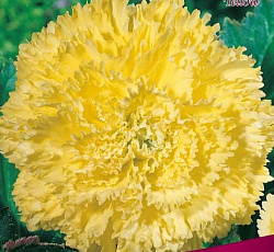 Бегония (бахромчатая) - Йеллоу