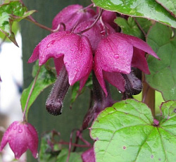 Родохитон Китайские фонарики (пурпурный)