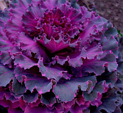 Капуста декоративная Пурпурный голубь