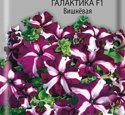 Петуния грандифлора Галактика Вишневая F1