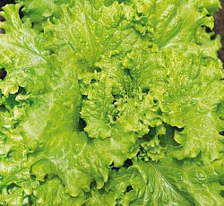 Салат Русич (листовой)