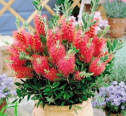 Краснотычинник Бенгальская свеча