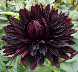 Георгина (полукактусовая) - Блэк Джек