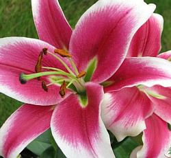 Лилия (ОТ-гибрид) - Бон Ши