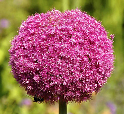 Лук декоративный - Люси Болл