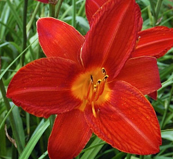 Лилейник (гибридный) - Кэмпфайр Эмберс