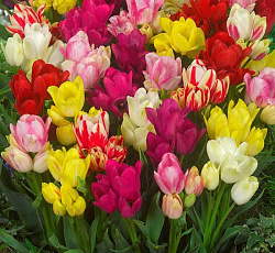 Тюльпан (Многоцветковый) - Смесь окрасок