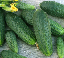 Огурец Щедрик F1