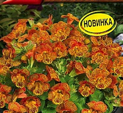 Мимулюс Медиус Золотое пламя F1