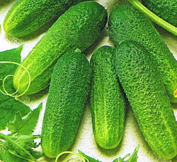 Огурец Кузя F1